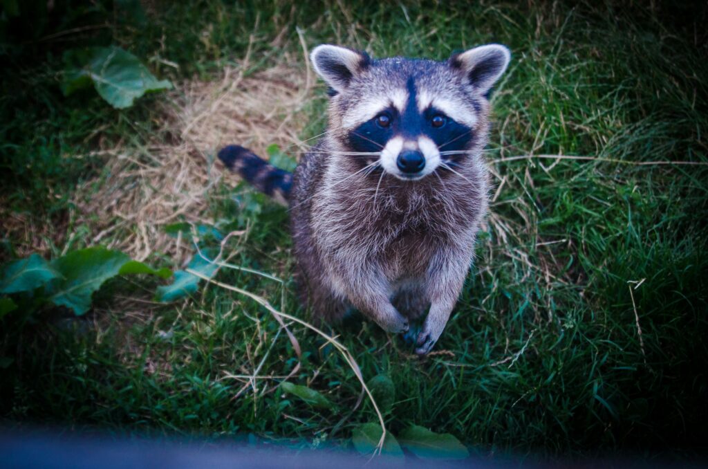 A raccoon stands on its hind feet and looks imploringly at the camera.